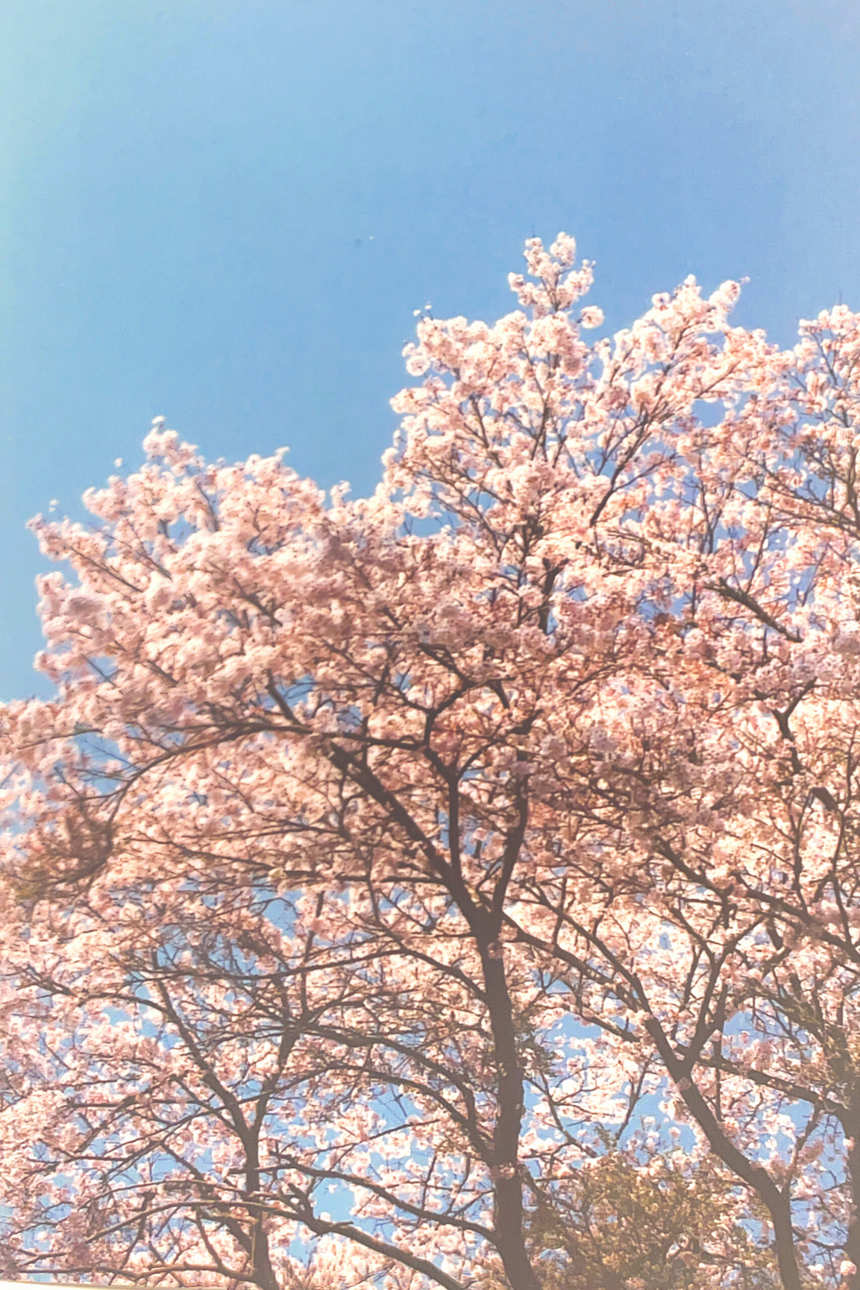 桜の木